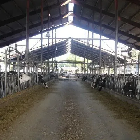 thumbnail for publication: Should Genetics Be Blamed for High Incidence of Uterine Disease in Dairy Cows?